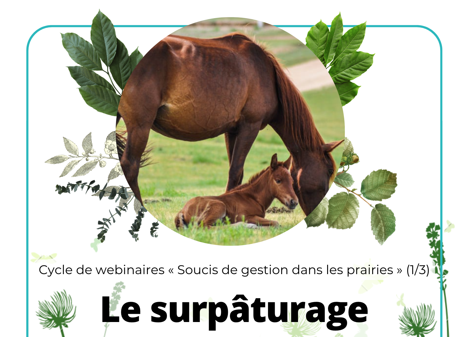 VIDÉO • Le surpâturage