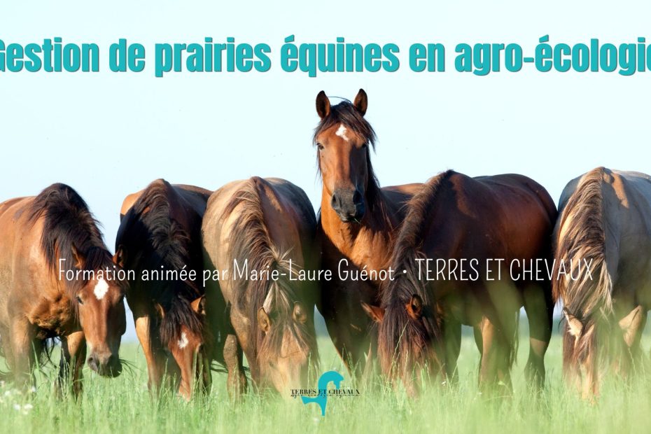 Formation gestion de prairies équines