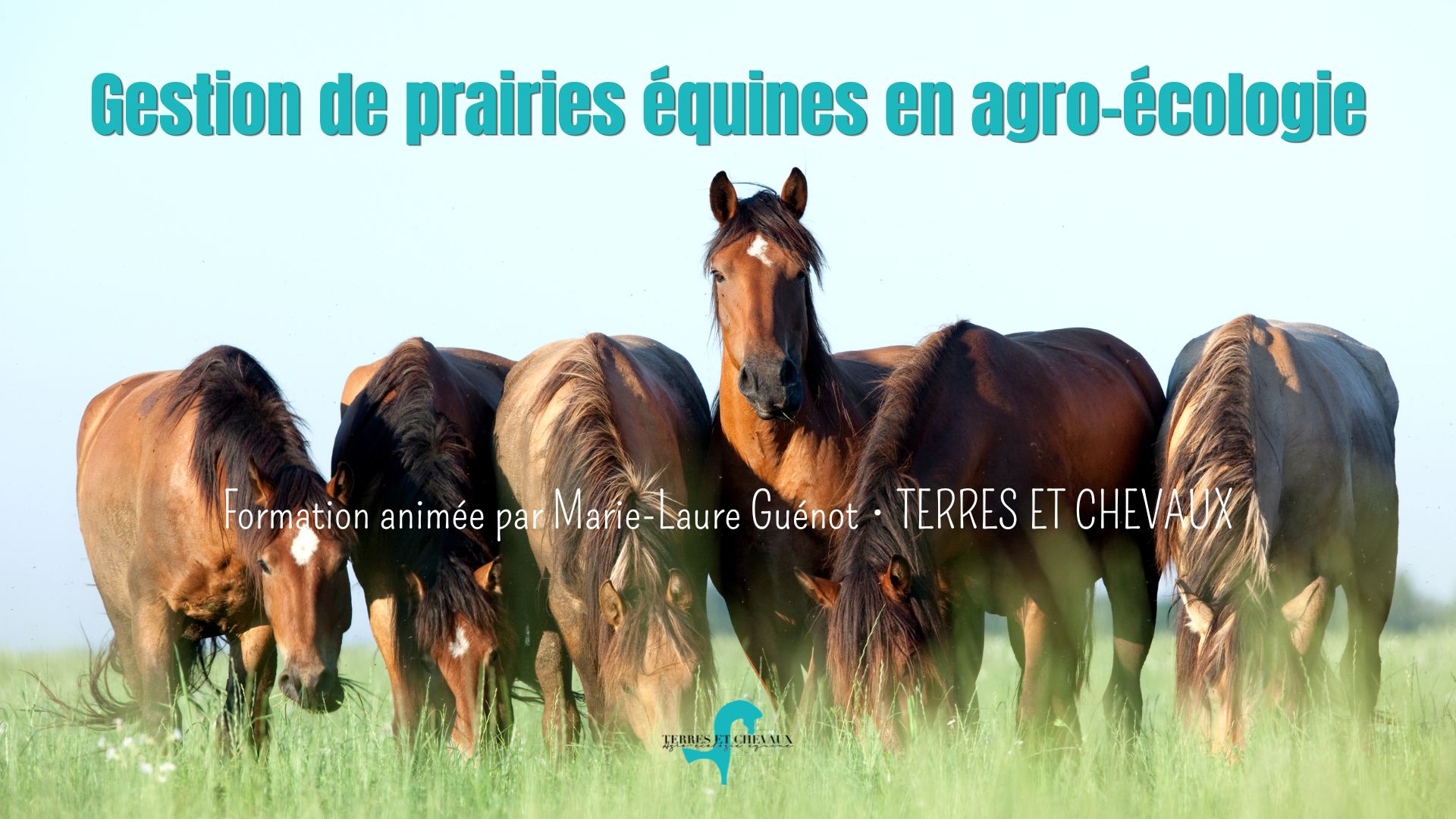 Formation gestion de prairies équines