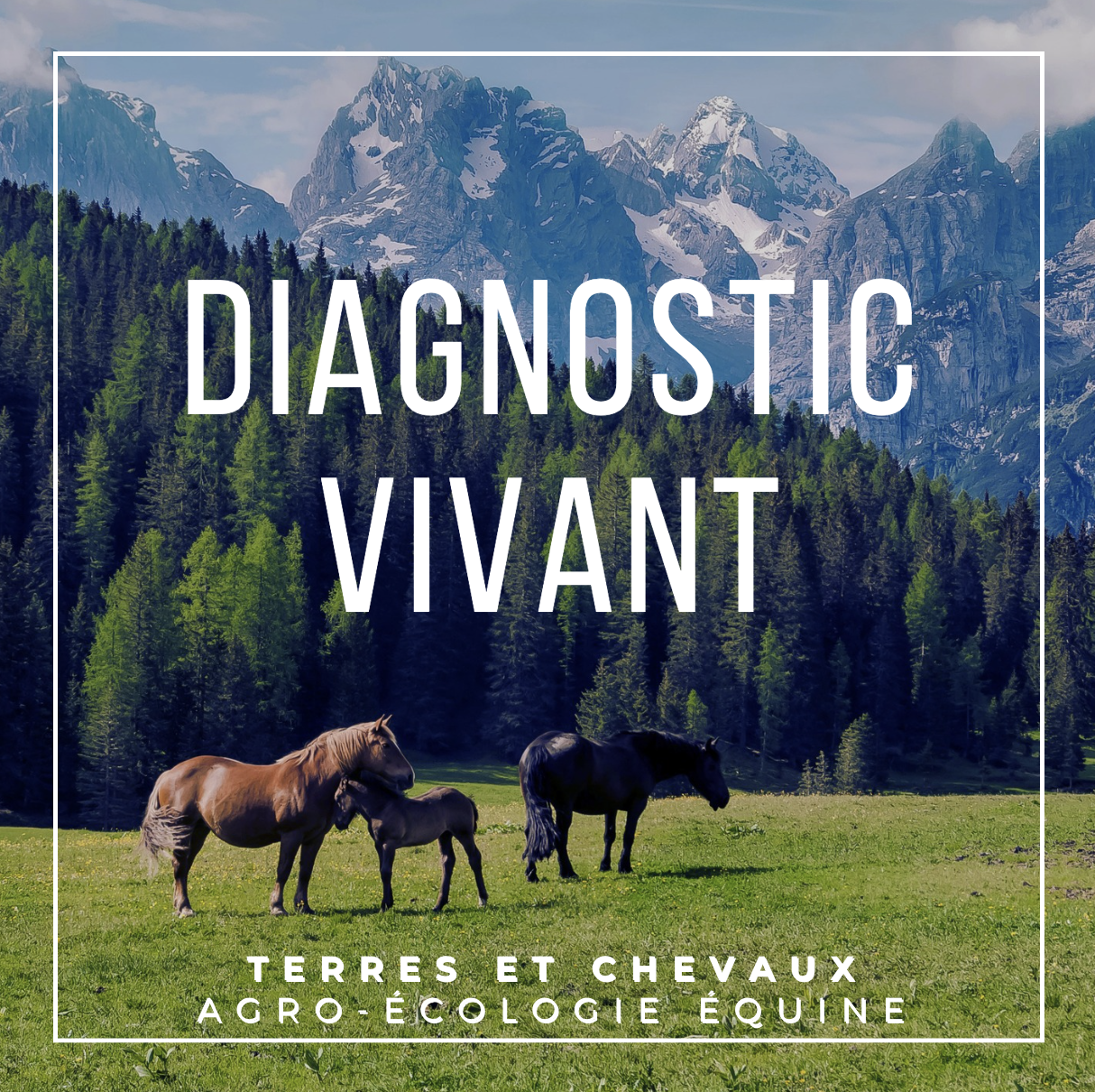 Diagnostic vivant - audit d'écurie rapide et simple